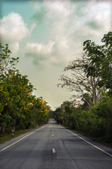 Asphalt road between green forest