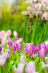 Tulip floral background