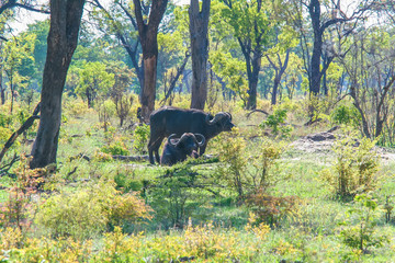 African buffalo (Syncerus caffer) in forest, Chobe national park, Botswana