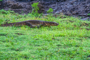 The Nile monitor (Varanus niloticus) In Botswana