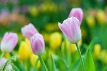 Close up to pink tulip flower