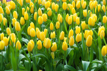Beautiful yellow tulip flowers field
