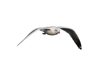 Seagull flying isolated on white background - clipping paths