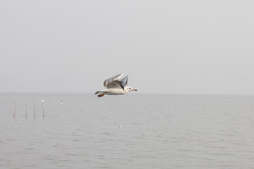 Seagulls flying over the sea