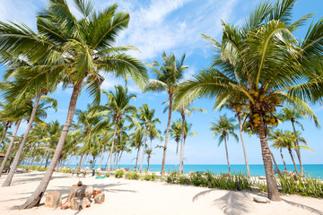 Landscape of coconut palm tree on tropical beach in summer.