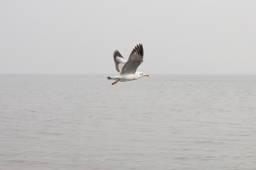 Seagulls flying over the sea