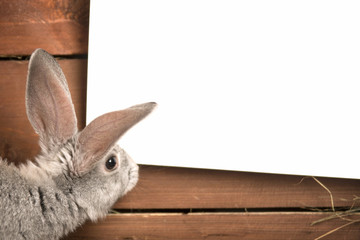 Pictures of rabbits on the straw