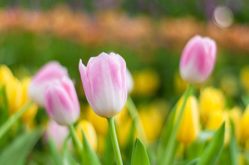 Obraz na płótnie Canvas Close up to pink Tulip flowers in fields