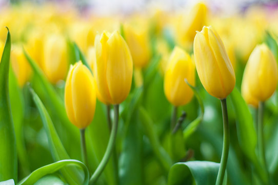Fototapeta Beautiful yellow tulip flowers field