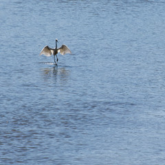 My wings are still there