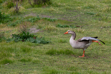 Actually, I am a dog