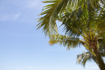 Fototapeta na wymiar coconut palm tree with blue sky background