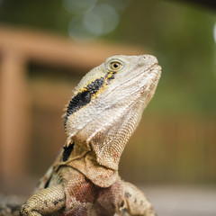 Water Dragon outside during the day in the late afternoon