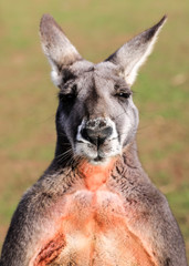 Fototapeta premium Red Kangaroo Mugshot