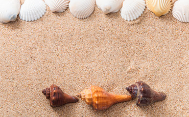 Beach sand with sea shells