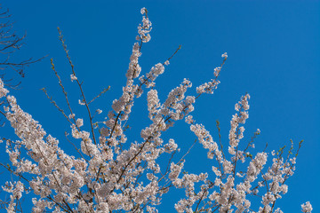 Rosa Baumblüten im Frühling