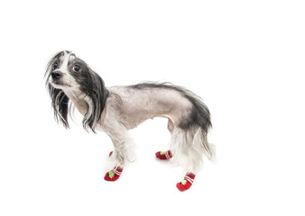 Astonished Chinese Crested dog 