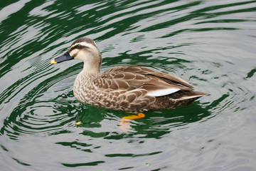 a duck swimming on the green lake.