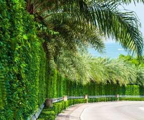 The curve road near natural green wall