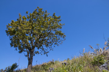 tree with blue sky as background - landscape scene