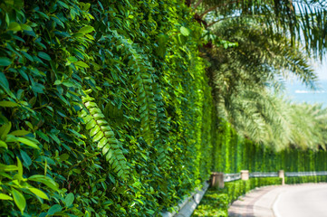 Fototapeta premium The curve road near natural green wall