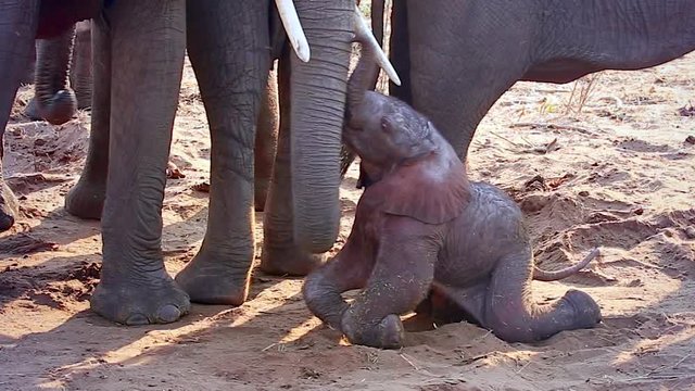 Endangered African Bush Elephant (Loxodonta africana) newborn baby struggles to rise after birth; family stays near (Chobe River, Botswana). Baby is protected from predators for hours until strong.