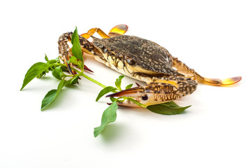Fresh uncooked raw crab with parsley