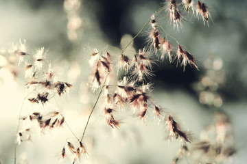Flowers grass,blurred background and vintage toned.