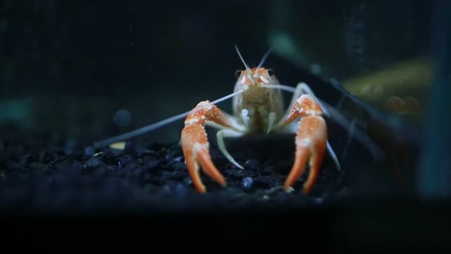 Close up of crayfish  in fish tank