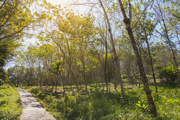 rubber tree forest with roadside