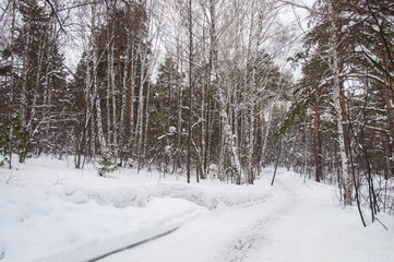 The way in snow forest in Russia