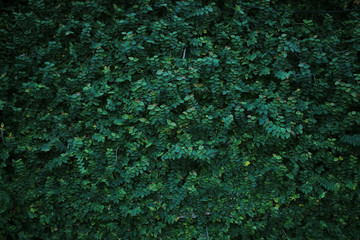 Green creeper plant on wall