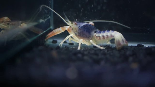Close up of crayfish  in fish tank