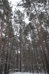 Winter forest in Russia