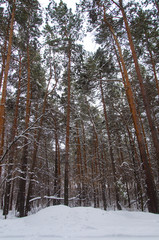 Winter forest in Russia