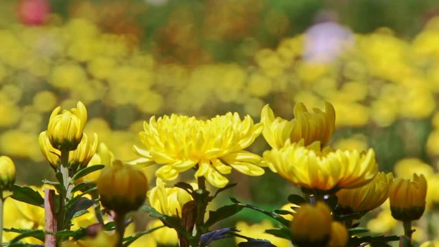 Closeup Yellow Chrysanthemum Flowers at Bright Sunlight