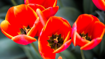 Tulips Desktop