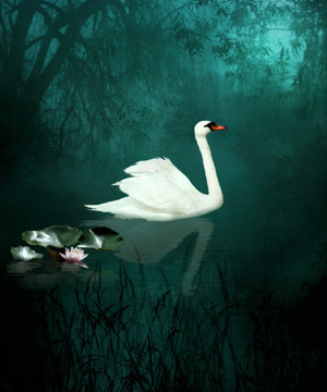 White swan at night under the moon on a lake in the woods