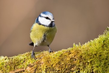 Parus major, Blue tit . Wildlife landscape, titmouse sitting on a branch moss-grown..  Europe, country Slovakia. Meise.