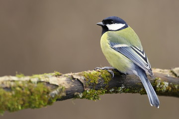 Fototapeta premium Parus major, Blue tit . Wildlife landscape, titmouse sitting on a branch moss-grown.. Europe, country Slovakia. Meise.