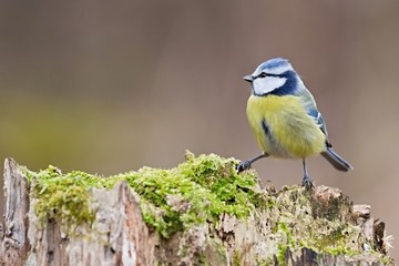 Parus major, Blue tit . Wildlife landscape, titmouse sitting on a branch moss-grown..  Europe,...