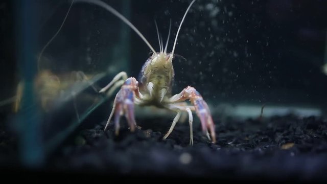 Close up of crayfish  in fish tank