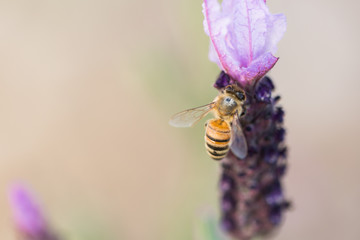 A honey bee on a lavender flower.