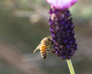 A honey bee on a lavender flower.