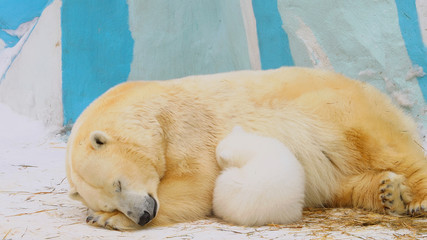 Polar bear family sleep in a zoo in a winter
