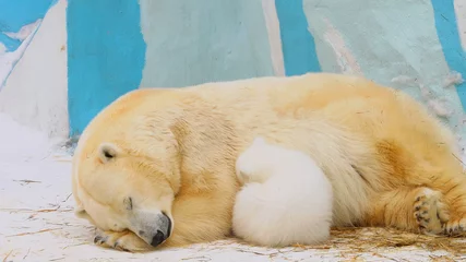 Crédence de cuisine en verre imprimé Ours polaire Polar bear family sleep in a zoo in a winter
