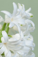 Hyacinth flowers