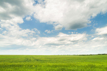 Fototapeta na wymiar White clouds over a green field in clear weather