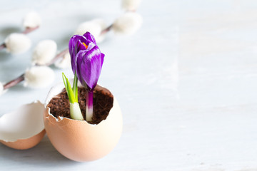 Broken egg and violet crocus easter abstract symbol of new life
