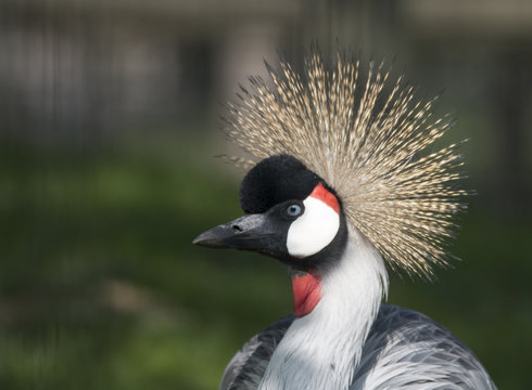 Grey crowned crane
